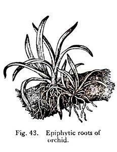 Epiphytic Roots of Orchid