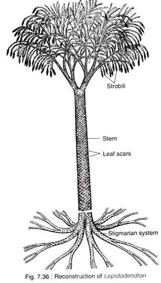 Reconstruction of Lepidodendron