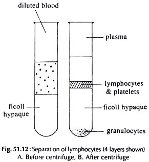 Seperation of lymphocytes
