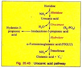 Vegetative Reproduction in Algae 