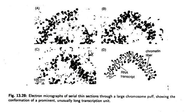 Diversi tipi di conidioforo delle specie di Penicillium