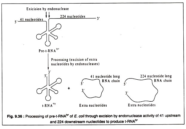 Processing of pre-t-RNA