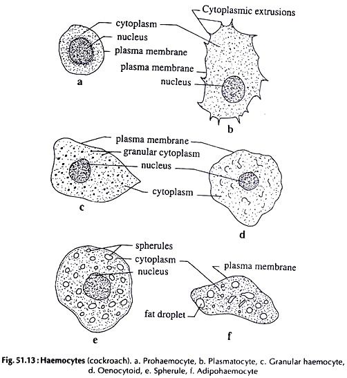 Haemocytes