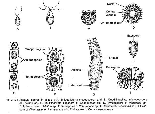 Asexual Spores in Algae 