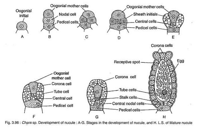 Development of Nucule in Chara sp.