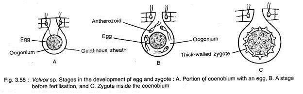 Stages of Development of Egg and Zygote in Volvox sp.
