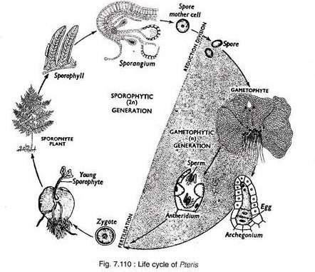 Life cycle of Pteris