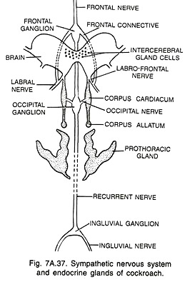Sympathetic Nervous System and Endocrine Glands of Cockroach