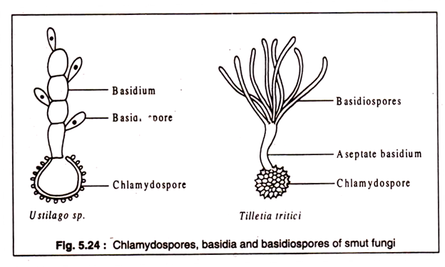 Chlamydospores, Basidia and Basidiospores