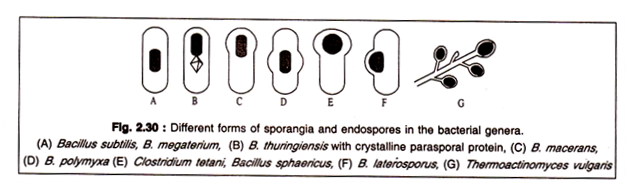 Forms of Sporangia and Endospores in the Bacterial Genera