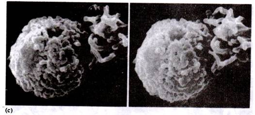 Male Gonapophyses or Phallomeres