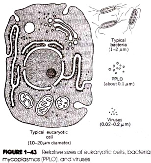 Reproductive System of Female Cockroach