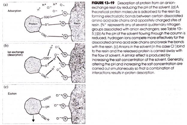 Stages in the Development of Endospore Formation