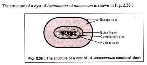 Structure of a Cyst of A. Chroococcum