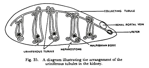 A Diagram Illustrating the Arrangement of the Uriniferous Tubules in the Kidney