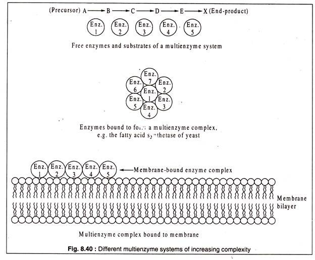 Different Multienzyme Systems of Increasing Complexity 