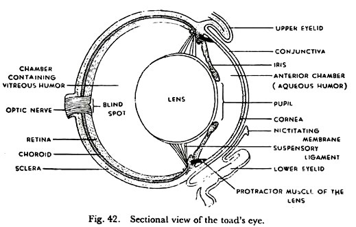 Sectional View of the Toad's Eye