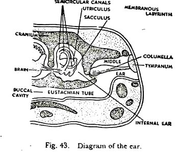 Diagram of the Ear