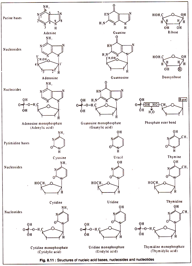 Structure of nucleic acid bases, nucleosides and nucleotides