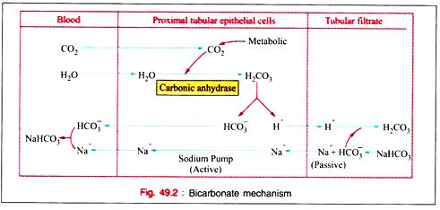 Bicarbonate Mechanism
