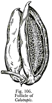 Follocle of Colotropis