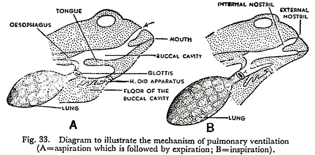Diagram Illustrate the Mechanism of Pulmonary Ventilation