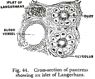 Cross-Section of Pancreas showing an Islet Langerhans