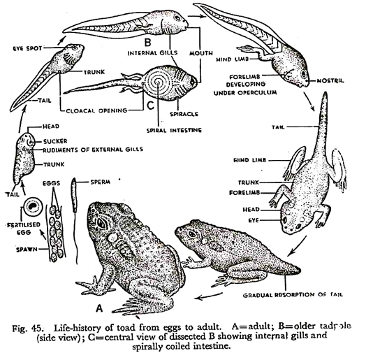 Life-History of Toad from Eggs to Adult.