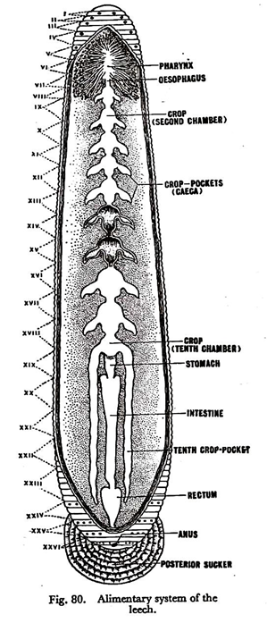 Alimentary System of the Leech