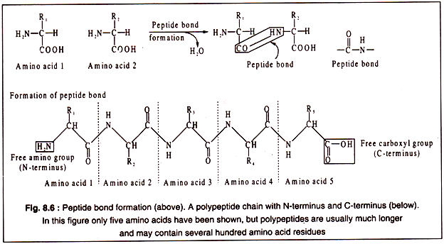 Peptide bond formation