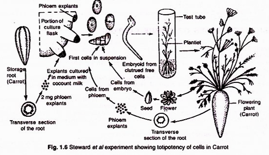 Graphic life cycle of Laminaria