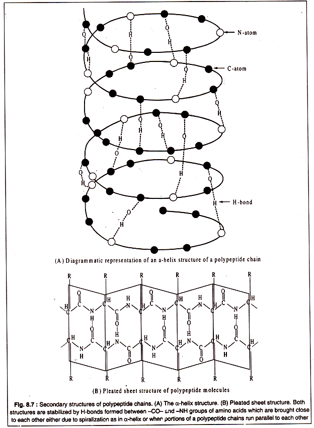Secondary structures of polypeptide chains
