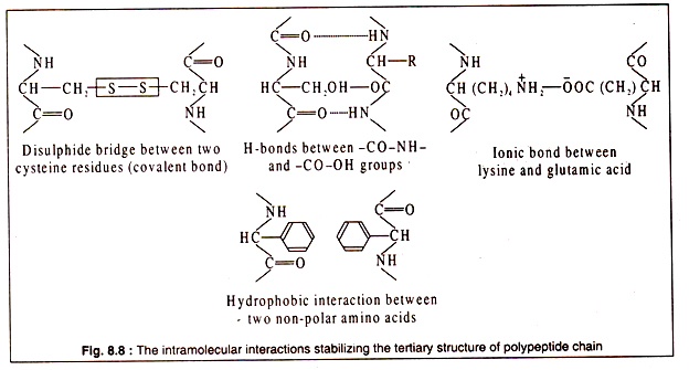 The intramolecular interactions stabilizing the tertiary structure of polypeptide chain