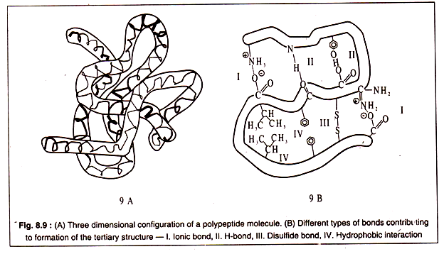 Three dimensional configuration of a polypeptide