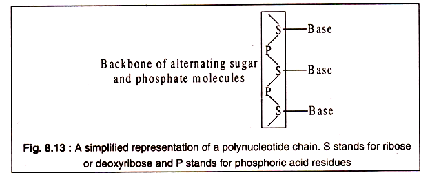 A simplified representation of a polynucleotide chain