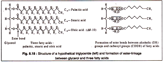 Structure of a triglyceride and the formation of ester- bond