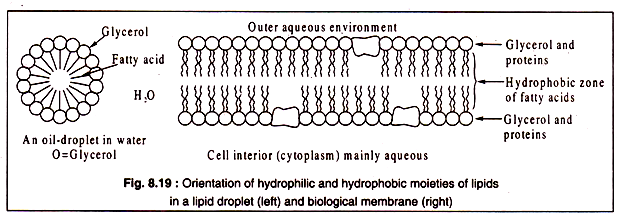 Orientation of hydrohilic and hydrophobic moieties of lipids in a lipid