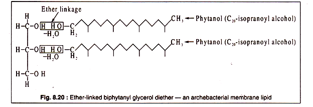 Ether-linked biphytanyl glycerol diether- and archebacterial membrane lipid