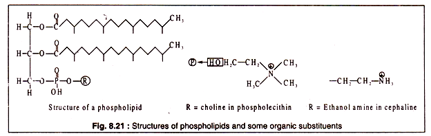Structures of phospholipids and some organic substituents