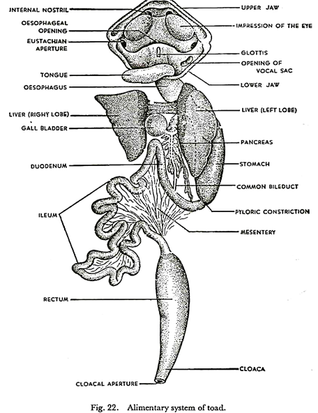 Alimentary System of Toad