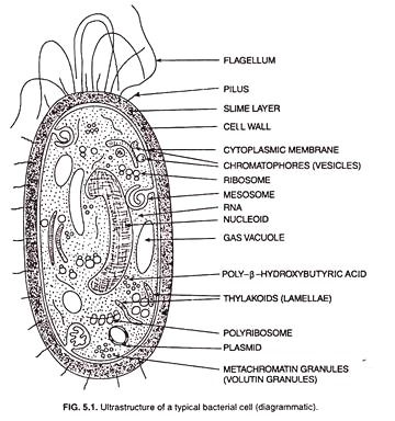 Ultrastructure of a typical bacterial cell