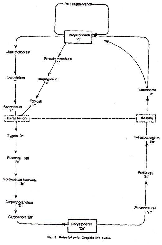 Polysiphonia: Graphic Life Cycle 