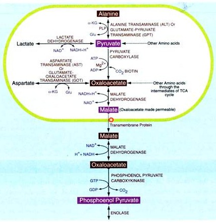 Diagrammatic Life Cycle of Funaria
