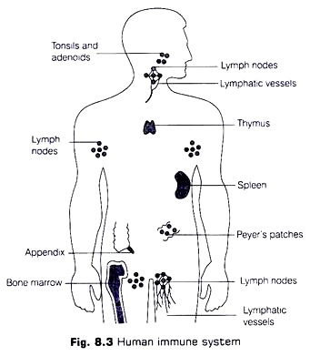 Human Immune System