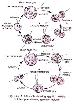 Life Cycle Showing Zygotic Meiosis