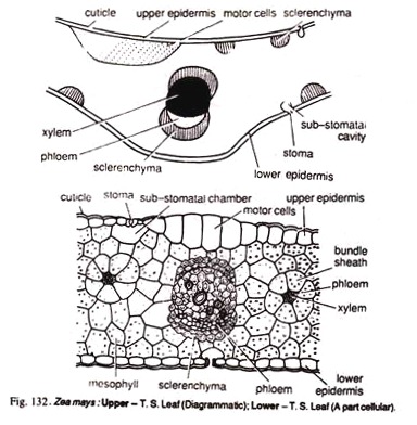 Zea Mays