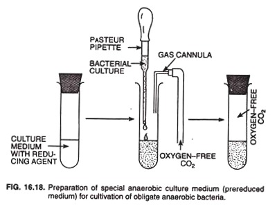 Preparation of special anaerobic culture medium for cultivation of obligate anaerobic bacteria