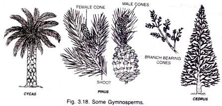 Some Gymnosperms