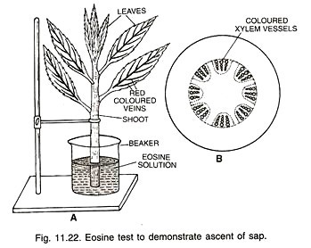 Eosine test to demonstrate ascent of sap 