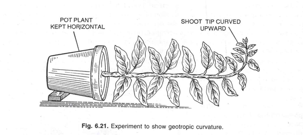 Experiment to show geotropic curvature